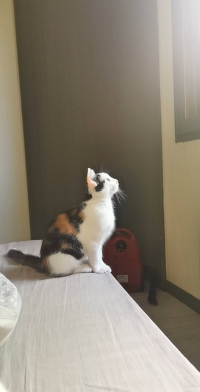 Kara participe au concours pour gagner de l'argent avec cette photo : bed, canidae, carnivore, cat, comfort, companion_dog, domestic_short_haired_cat, felidae, floor, flooring, fur, hardwood, linens, paw, room, sitting, small_to_medium_sized_cats, tail, whiskers, wood