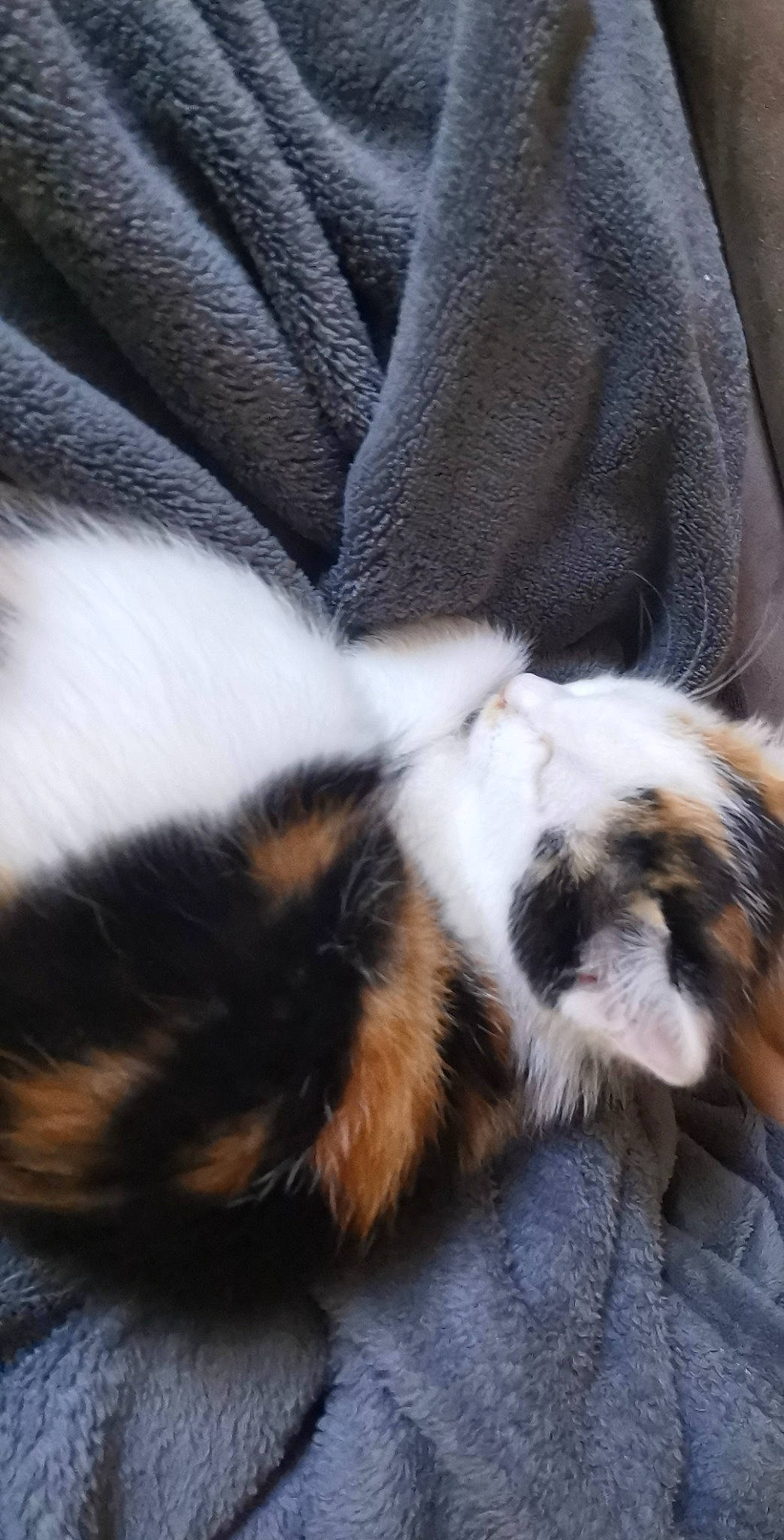 Kara participe au concours pour gagner de l'argent avec cette photo : carnivore, cat, claw, comfort, companion_dog, dog_breed, felidae, fur, nap, paw, sleep, small_to_medium_sized_cats, tail, terrestrial_animal, whiskers