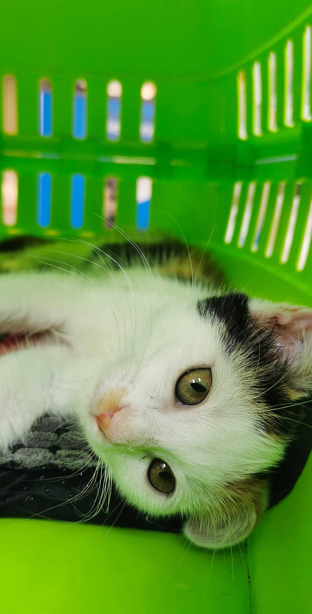 Kara a rejoint le concours — aidez-le/la à gagner de superbes lots ! carnivore, cat, domestic_short_haired_cat, felidae, fur, paw, service, small_to_medium_sized_cats, snout, tail, whiskers