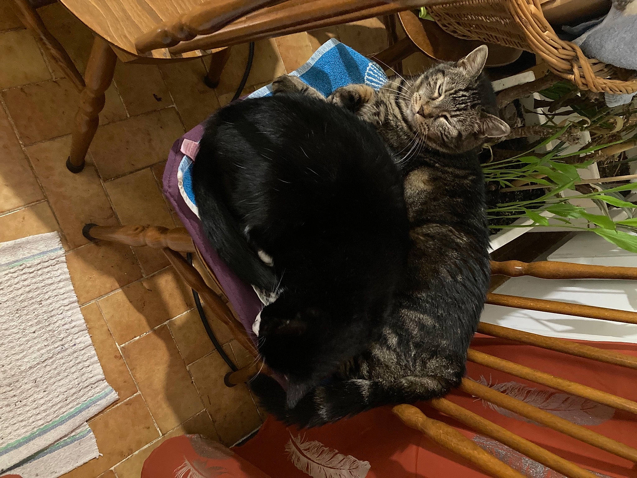 Chanel participe au concours pour gagner de l'argent avec cette photo : bag, black_cat, carnivore, cat, comfort, dog_breed, domestic_short_haired_cat, felidae, flooring, fur, hardwood, luggage_and_bags, plant, small_to_medium_sized_cats, snout, sporting_group, tail, terrestrial_animal, whiskers, wood