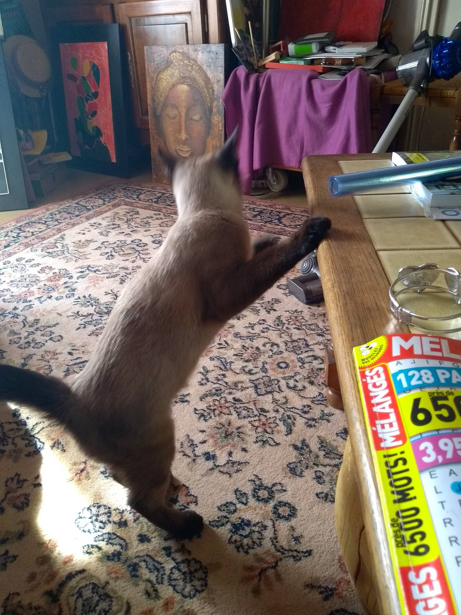 Olaf Et Olaska participe au concours pour gagner de l'argent avec cette photo : carnivoran, cat, cat_like_mammal, fauna, kitten, mammal, person, play, small_to_medium_sized_cats, snout, tail, whiskers