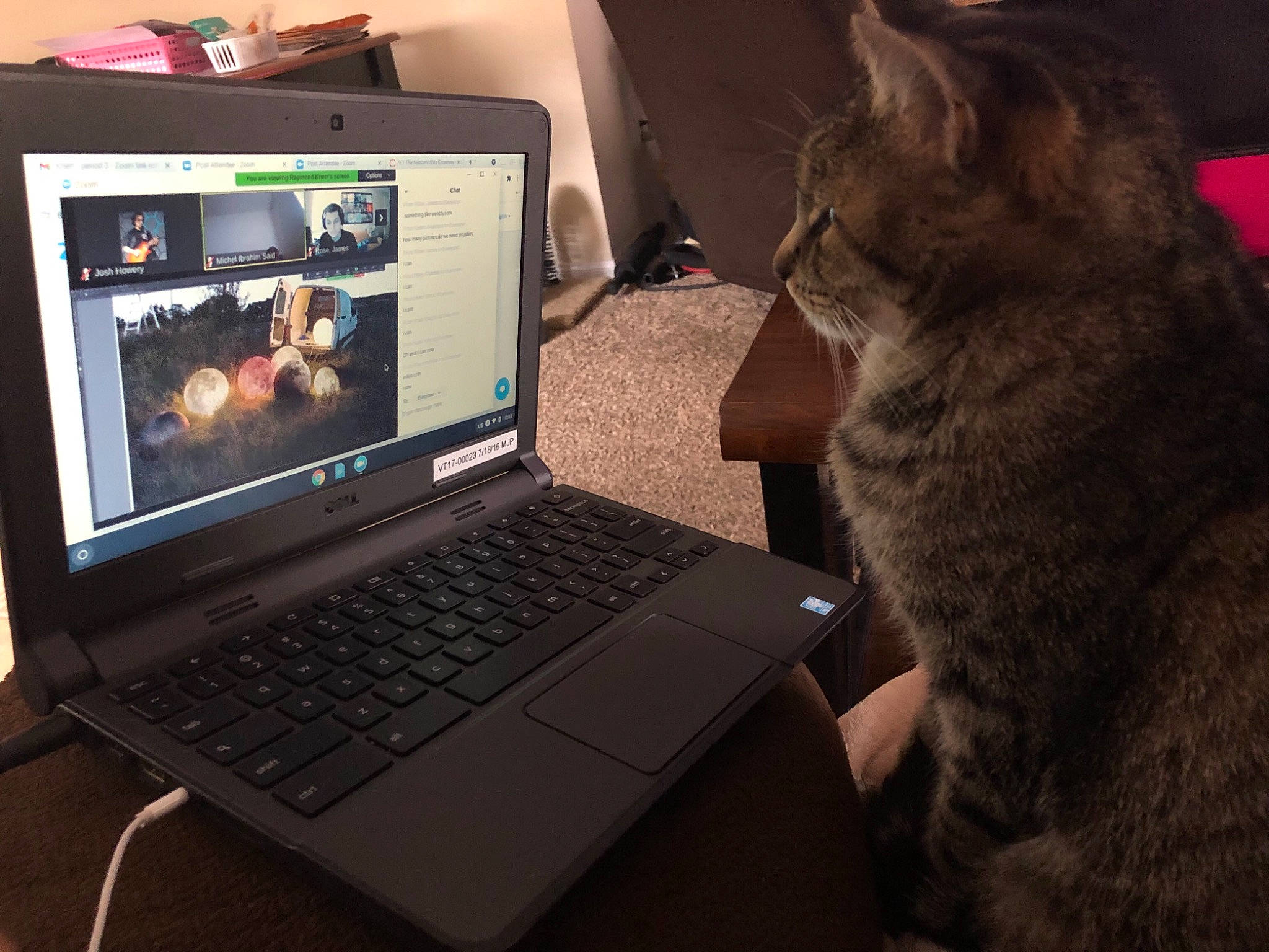 Girly joined the competition — help win amazing prizes! audio_equipment, cat, comfort, computer, computer_hardware, display_device, electronic_device, felidae, gadget, input_device, laptop, mouse, netbook, output_device, peripheral, personal_computer, space_bar, tail, touchpad, whiskers