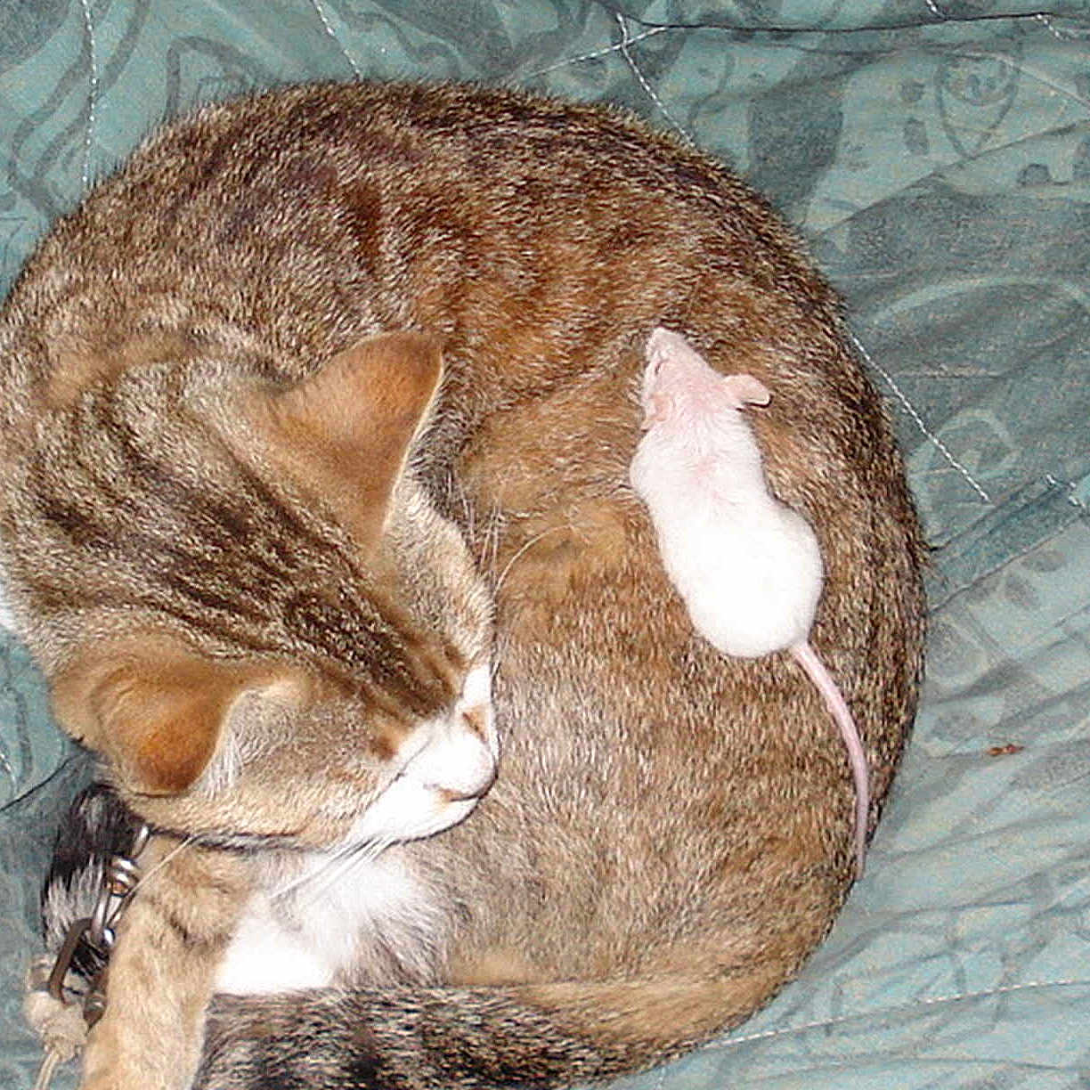 Whiscket participe au concours pour gagner de l'argent avec cette photo :