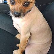 Theo joined the competition — help win amazing prizes! animal, black, brown_fur, car_seat, close_up, collar, companion, curious, cute, dog, ears, fresh_haircut, fur, indoors, leather, looking_up, pet, sitting, small_dog, tail