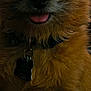 Theo is registered to the contest to win money with this photo: animal, canine, close_up, collar, companion, cute, dog, domestic, ears, face, fluffy, friendly, fur, indoor, muzzle, pet, small_dog, tag, tongue_out, watching