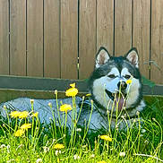 Chub joined the competition — help win amazing prizes! dog, husky, dandelions, grass, flower, outdoor, sunlight, fence, pet, canine, tongue_out, nature, greenery, summer, relaxing, yard, animal, fluffy, happy, playing