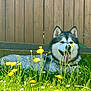 dog, husky, dandelions, grass, flower, outdoor, sunlight, fence, pet, canine, tongue_out, nature, greenery, summer, relaxing, yard, animal, fluffy, happy, playing