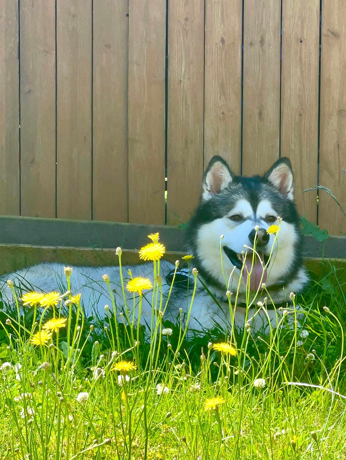 Chub joined the competition — help win amazing prizes! dog, husky, dandelions, grass, flower, outdoor, sunlight, fence, pet, canine, tongue_out, nature, greenery, summer, relaxing, yard, animal, fluffy, happy, playing