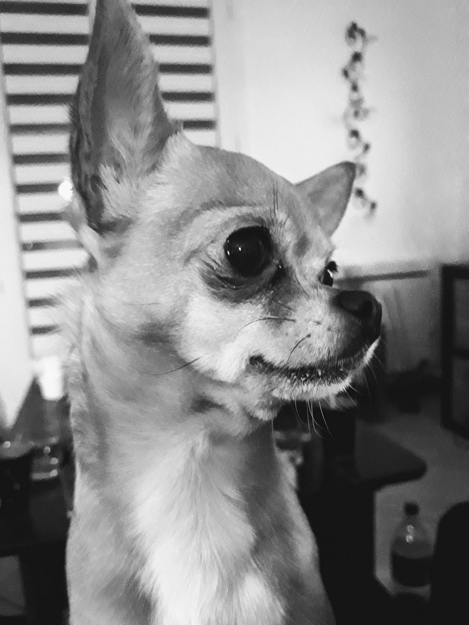 Kaly