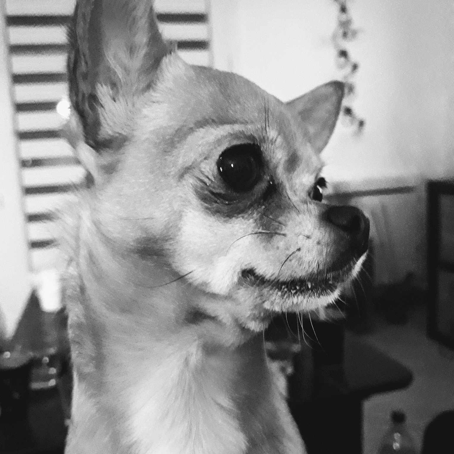 Kaly