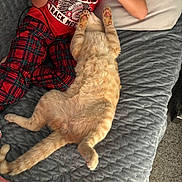 Opie joined the competition — help win amazing prizes! child, cat, bed, blanket, controller, gaming, indoor, plaid_pants, red_shirt, orange_cat, pet, relaxed, playing, quilted_bedspread, pillow, carpet, lying_down, furry, cozy, home