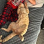 child, cat, bed, blanket, controller, gaming, indoor, plaid_pants, red_shirt, orange_cat, pet, relaxed, playing, quilted_bedspread, pillow, carpet, lying_down, furry, cozy, home