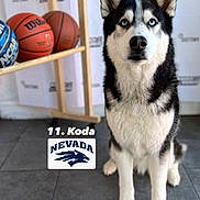 Koda is registered to the contest to win money with this photo: dog, siberian_husky, blue_eyes, basketball, basketball_rack, sport, indoor, tile_floor, pet, animal, portrait, sitting, black_and_white_fur, logo, text_overlay, background, sports_team, nevada, focused, cute