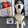 dog, siberian_husky, blue_eyes, basketball, basketball_rack, sport, indoor, tile_floor, pet, animal, portrait, sitting, black_and_white_fur, logo, text_overlay, background, sports_team, nevada, focused, cute