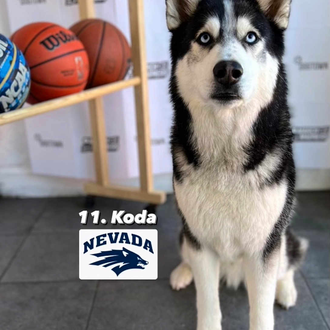 Koda