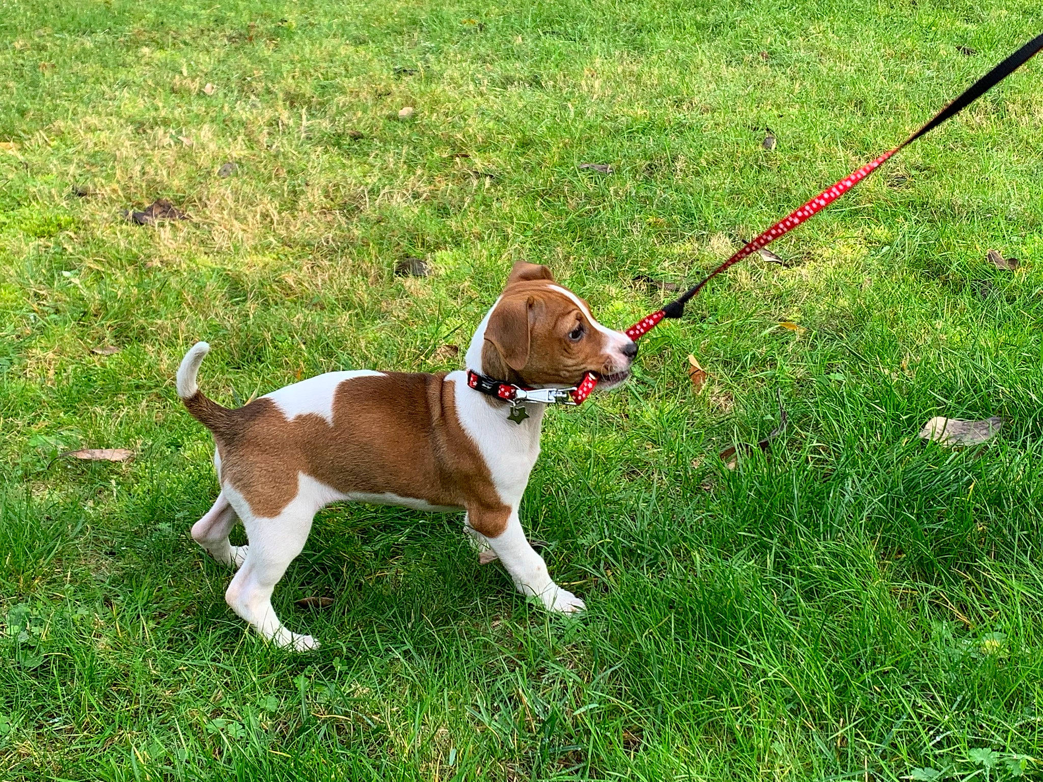 Roxy a rejoint le concours — aidez-le/la à gagner de superbes lots ! bulldog, canidae, carnivore, collar, companion_dog, dog, dog_breed, dog_collar, dog_supply, dog_walking, fashion_accessory, fawn, grass, gun_dog, leash, liver, pet_supply, sporting_group, tail, working_animal