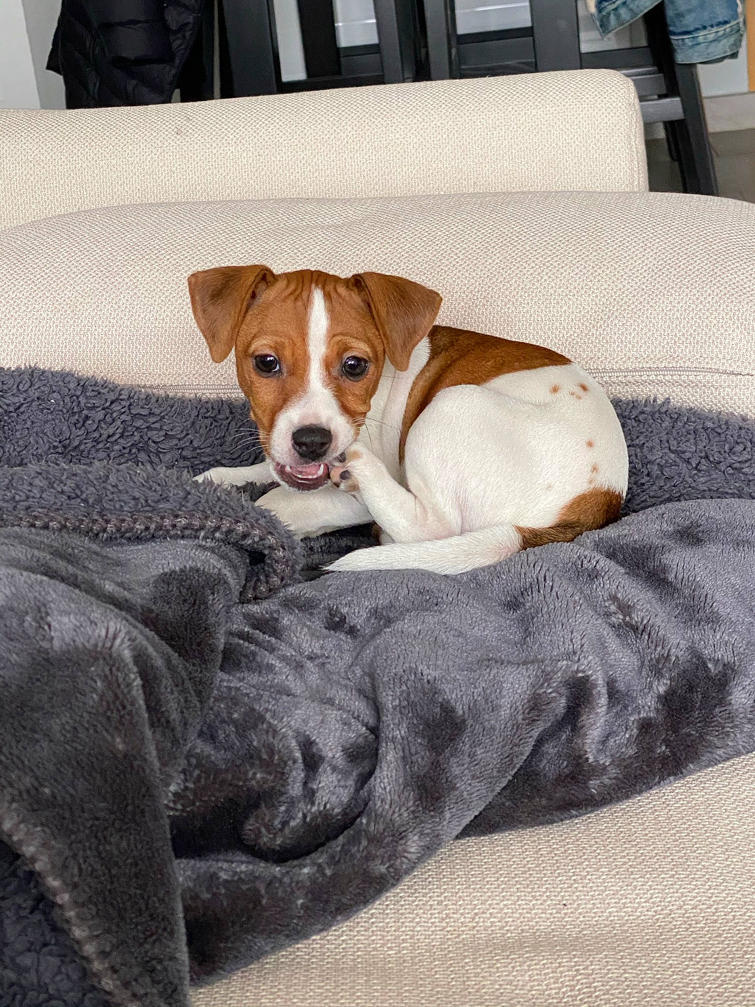 Roxy a rejoint le concours — aidez-le/la à gagner de superbes lots ! canidae, carnivore, collar, comfort, companion_dog, couch, dog, dog_breed, dog_supply, fawn, flooring, fur, linens, paw, puppy, snout, sporting_group, tail, whiskers, working_animal