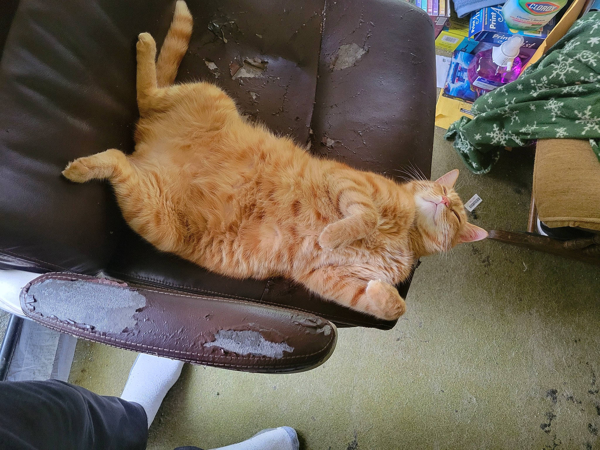 Garfield is registered to the contest to win money with this photo: canidae, carnivore, cat, claw, comfort, domestic_short_haired_cat, fawn, felidae, fur, gesture, human_leg, lap, paw, small_to_medium_sized_cats, sporting_group, tail, whiskers