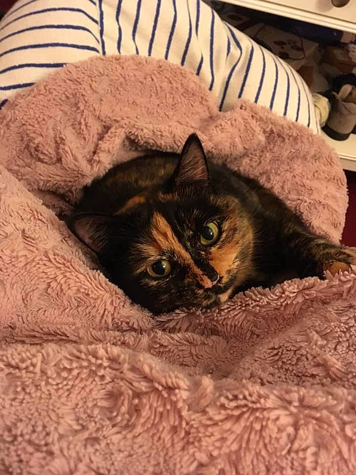 Nyx participe au concours pour gagner de l'argent avec cette photo : bedding, brown, carnivore, cat, cat_bed, cat_supply, comfort, domestic_short_haired_cat, felidae, fur, grey, hardwood, linens, nap, room, small_to_medium_sized_cats, snout, tail, whiskers, wood