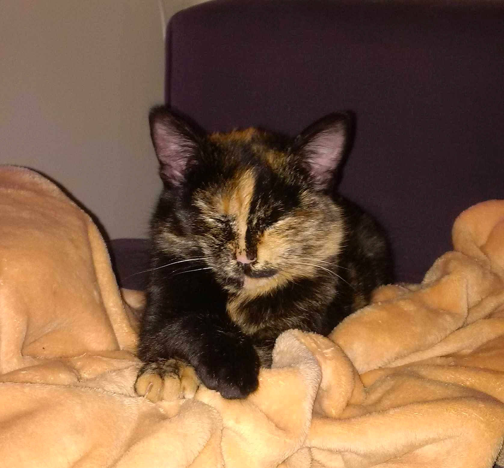 Nyx participe au concours pour gagner de l'argent avec cette photo : carnivore, cat, claw, comfort, couch, domestic_short_haired_cat, eye, fawn, felidae, fur, gesture, human_leg, lap, paw, sitting, small_to_medium_sized_cats, snout, tail, whiskers, window