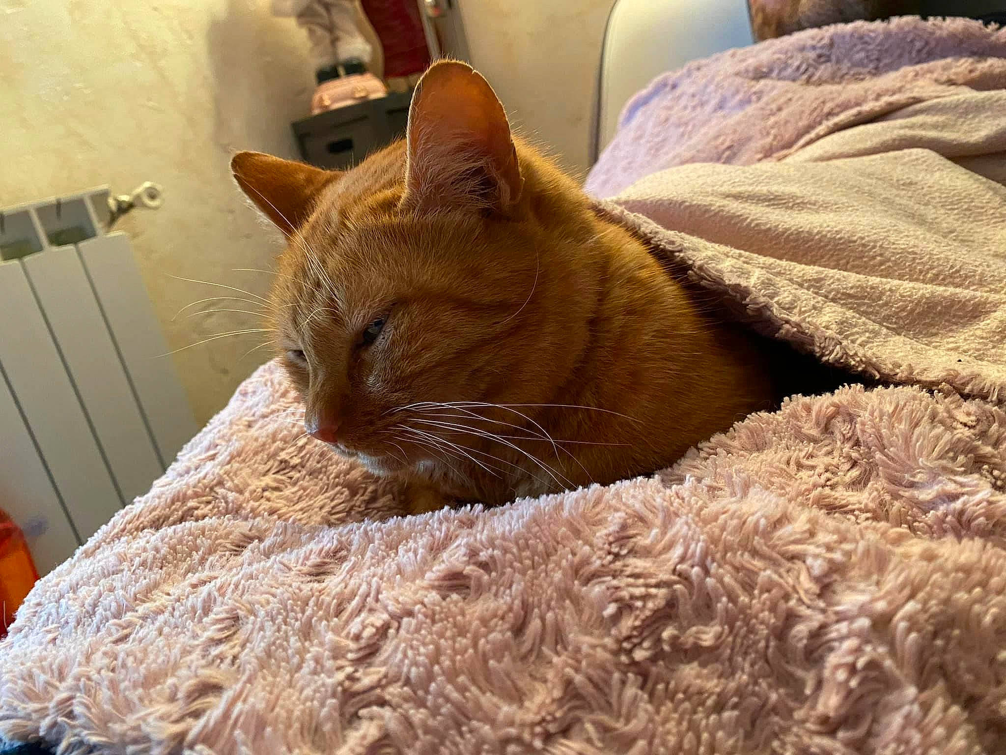 Jean-jacques a rejoint le concours — aidez-le/la à gagner de superbes lots ! carnivore, cat, cat_bed, cat_supply, chair, comfort, domestic_short_haired_cat, fawn, felidae, fur, linens, nap, room, sleep, small_to_medium_sized_cats, snout, tail, whiskers, window, wood