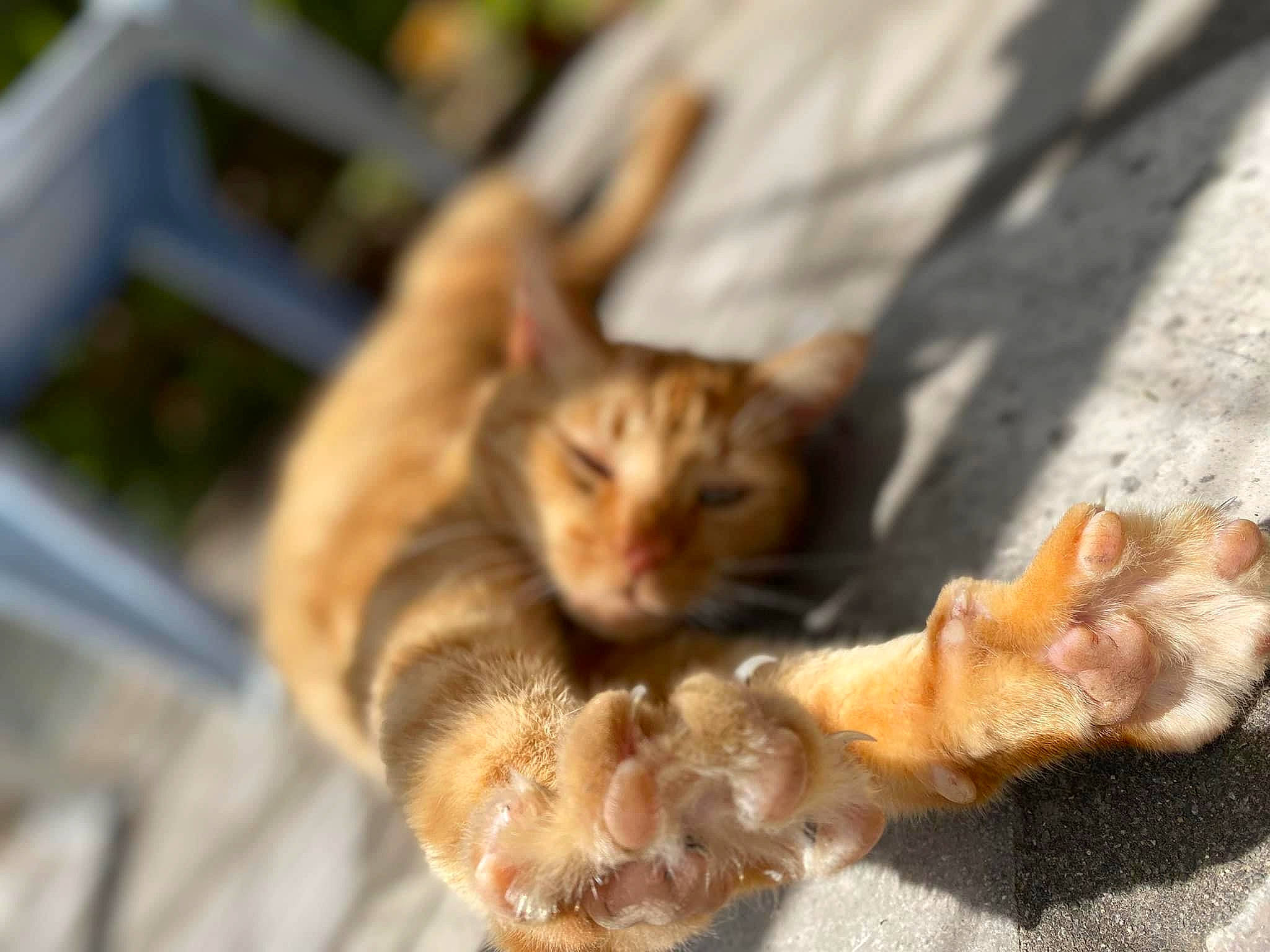 Jean-jacques participe au concours pour gagner de l'argent avec cette photo : carnivore, cat, claw, domestic_short_haired_cat, fawn, felidae, fur, paw, small_to_medium_sized_cats, snout, tail, terrestrial_animal, tree, whiskers, wildlife, wood