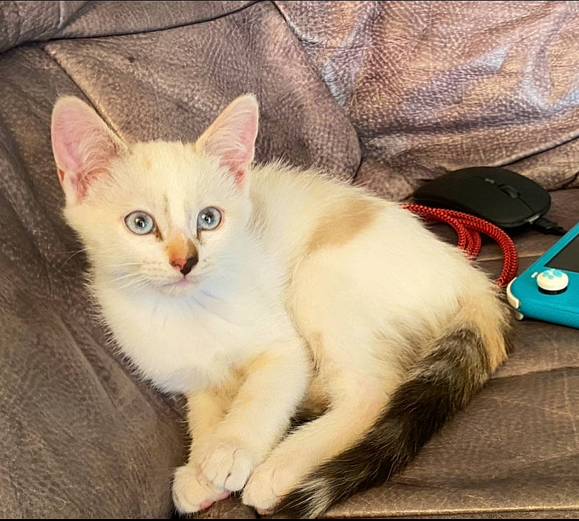 Mew participe au concours pour gagner de l'argent avec cette photo : carnivore, cat, claw, comfort, domestic_short_haired_cat, fawn, felidae, fur, paw, small_to_medium_sized_cats, tail, whiskers, window