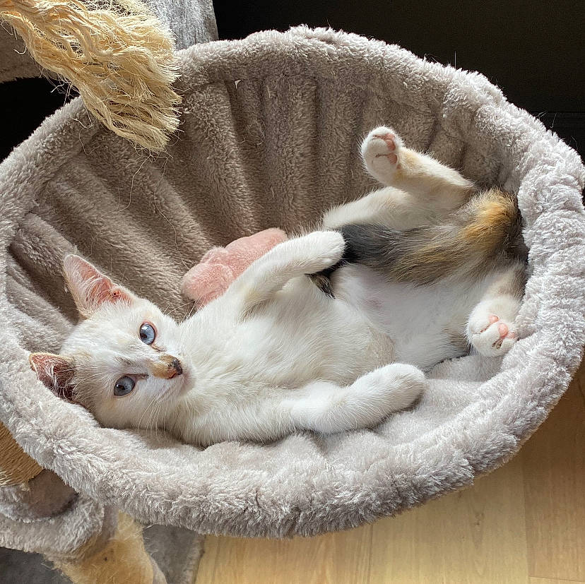 Mew a rejoint le concours — aidez-le/la à gagner de superbes lots ! basket, carnivore, cat, cat_bed, cat_furniture, cat_supply, claw, comfort, domestic_short_haired_cat, fawn, felidae, fur, linens, nap, paw, pet_supply, small_to_medium_sized_cats, snout, tail, whiskers