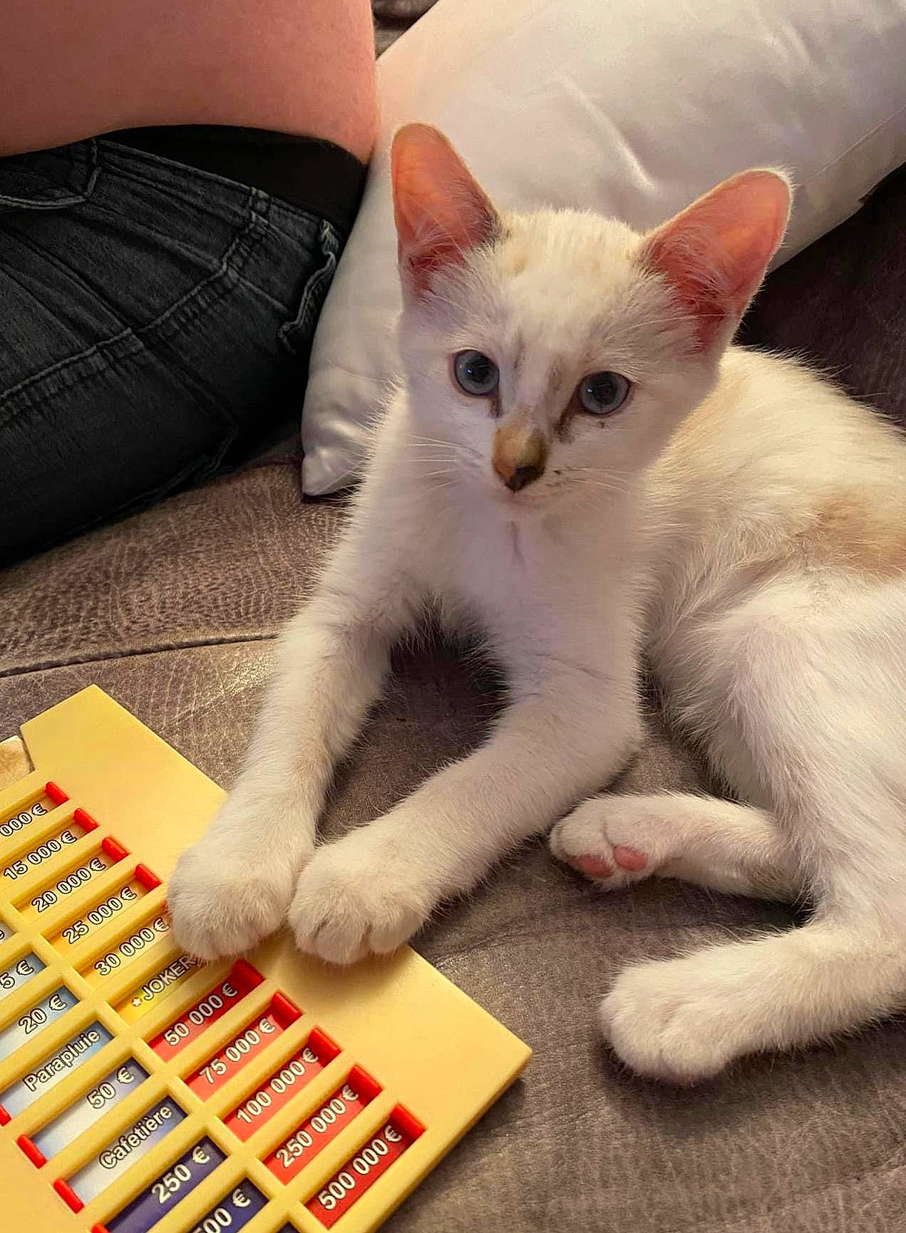 Mew a rejoint le concours — aidez-le/la à gagner de superbes lots ! carmine, carnivore, cat, claw, comfort, domestic_short_haired_cat, felidae, font, fur, indoor_games_and_sports, nail, paw, small_to_medium_sized_cats, square, tail, whiskers