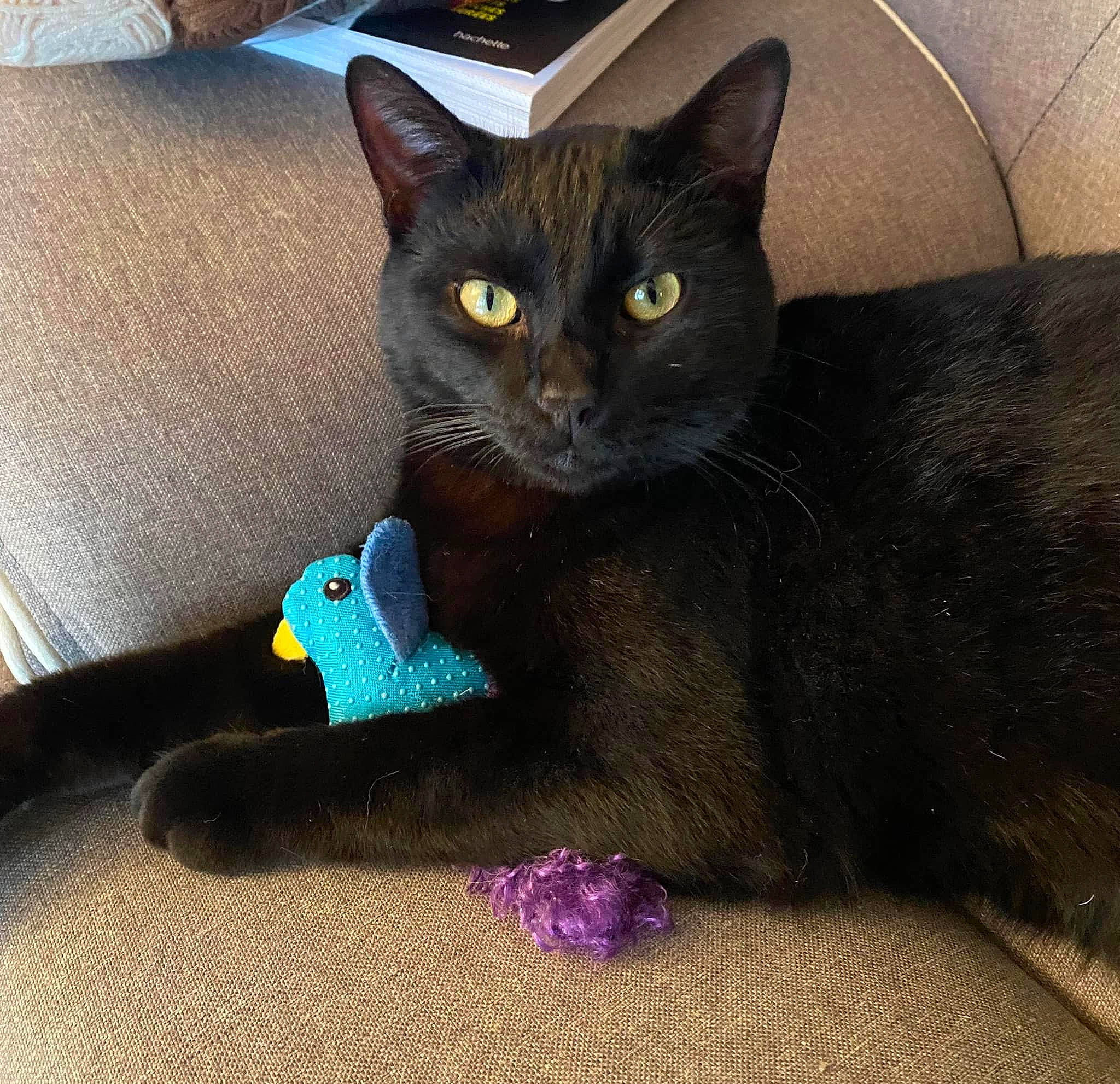 Sirius a rejoint le concours — aidez-le/la à gagner de superbes lots ! black_cat, carnivore, cat, cat_supply, cat_toy, claw, comfort, couch, domestic_short_haired_cat, electric_blue, felidae, fur, grey, havana_brown, paw, sitting, small_to_medium_sized_cats, snout, tail, whiskers