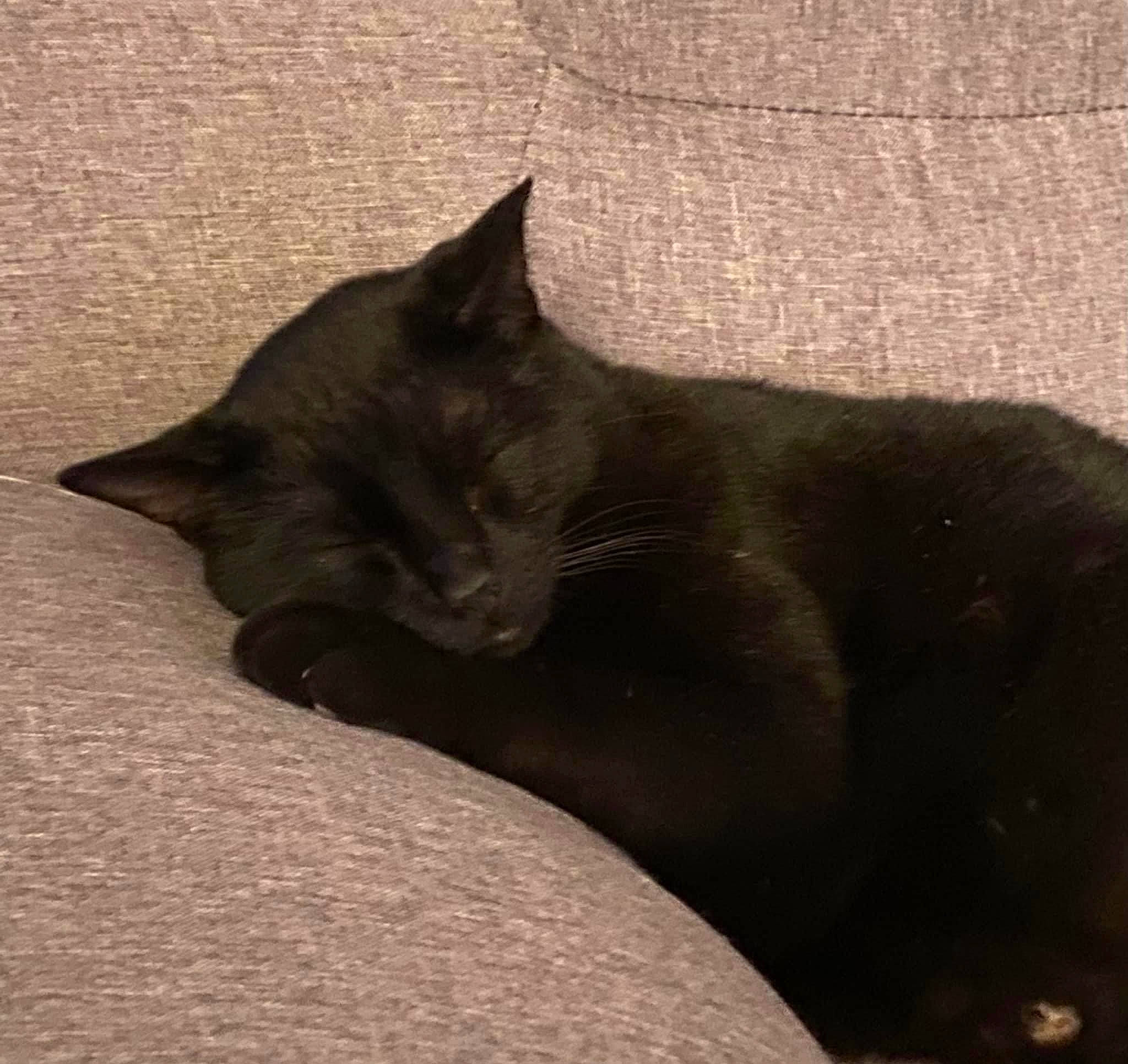 Sirius a rejoint le concours — aidez-le/la à gagner de superbes lots ! black_cat, bombay, carnivore, cat, comfort, domestic_short_haired_cat, felidae, fur, grey, havana_brown, paw, shadow, small_to_medium_sized_cats, snout, tail, terrestrial_animal, tints_and_shades, whiskers