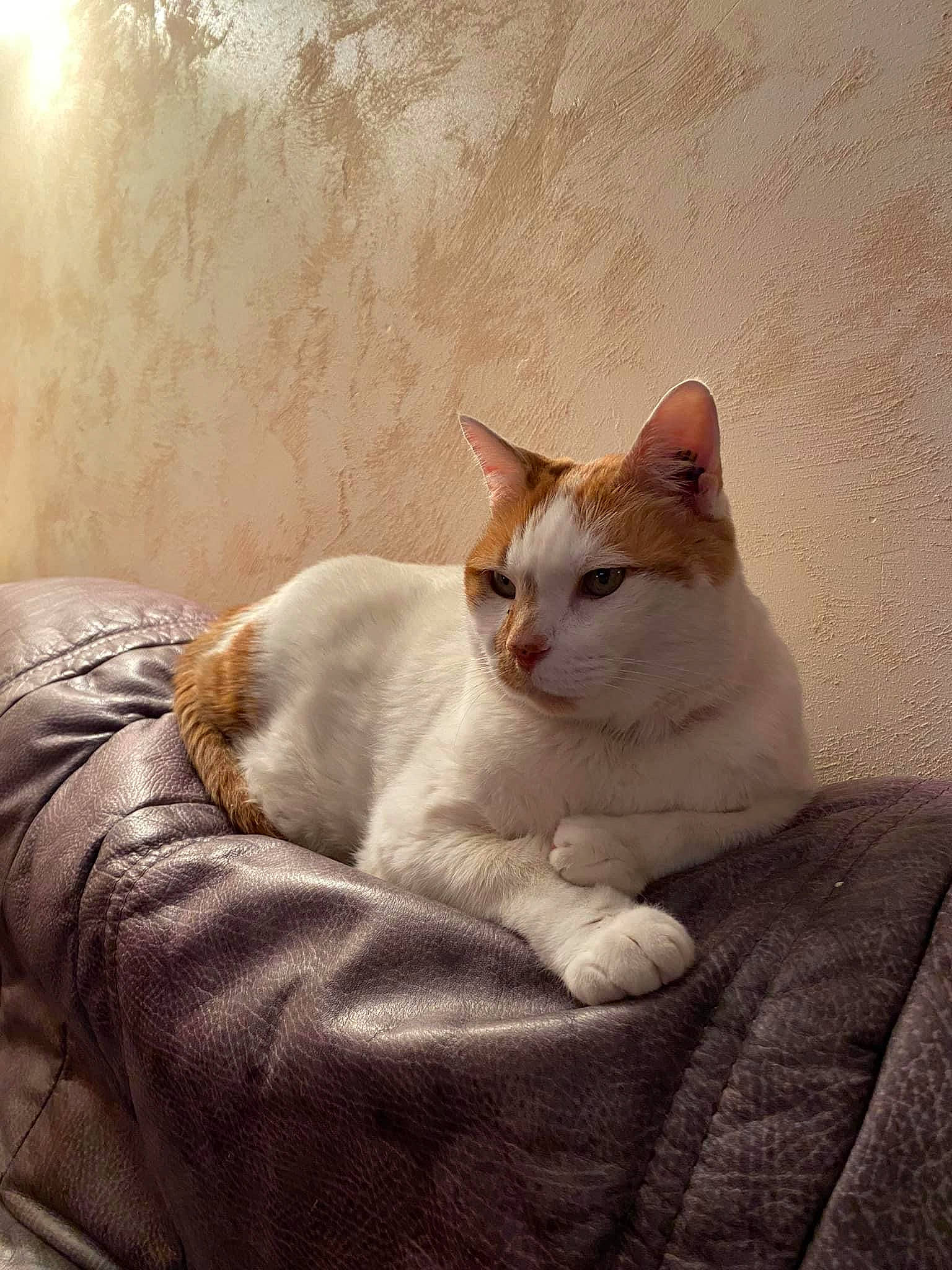 Gucci participe au concours pour gagner de l'argent avec cette photo : carnivore, cat, cat_supply, comfort, domestic_short_haired_cat, eye, fawn, felidae, fur, grey, linens, paw, pet_supply, sitting, small_to_medium_sized_cats, snout, tail, terrestrial_animal, whiskers, wood