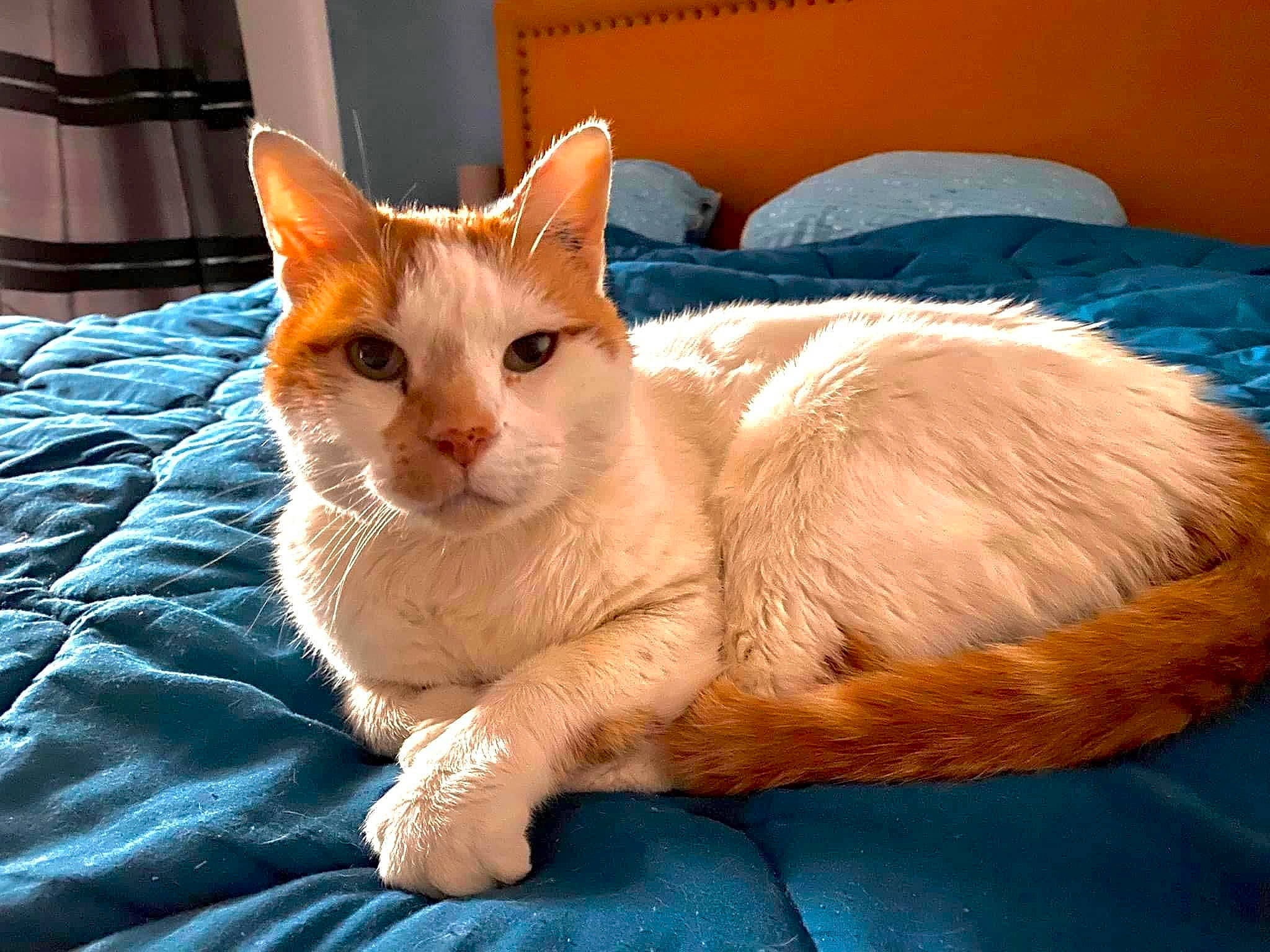 Gucci participe au concours pour gagner de l'argent avec cette photo : bed, bedding, carnivore, cat, cat_supply, claw, comfort, domestic_short_haired_cat, fawn, felidae, fur, linens, paw, sitting, small_to_medium_sized_cats, snout, tail, whiskers