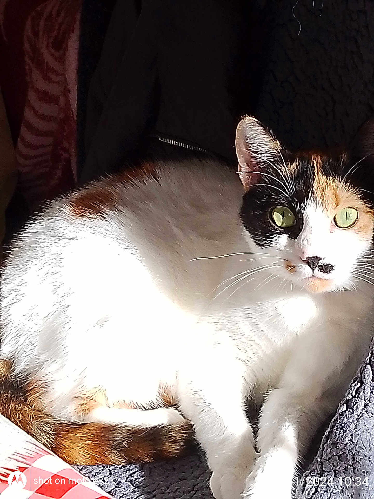 Carla a rejoint le concours — aidez-le/la à gagner de superbes lots ! abyssinian, angora, animal, armchair, cat, chair, couch, furniture, indoors, kitten, manx, person, pet, siamese, sleeping