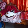 Carla a rejoint le concours — aidez-le/la à gagner de superbes lots ! animal, architecture, armchair, bed, building, cat, chair, couch, cushion, furniture, homedecor, indoors, interiordesign, kitten, livingroom, manx, person, pet, room, sleeping