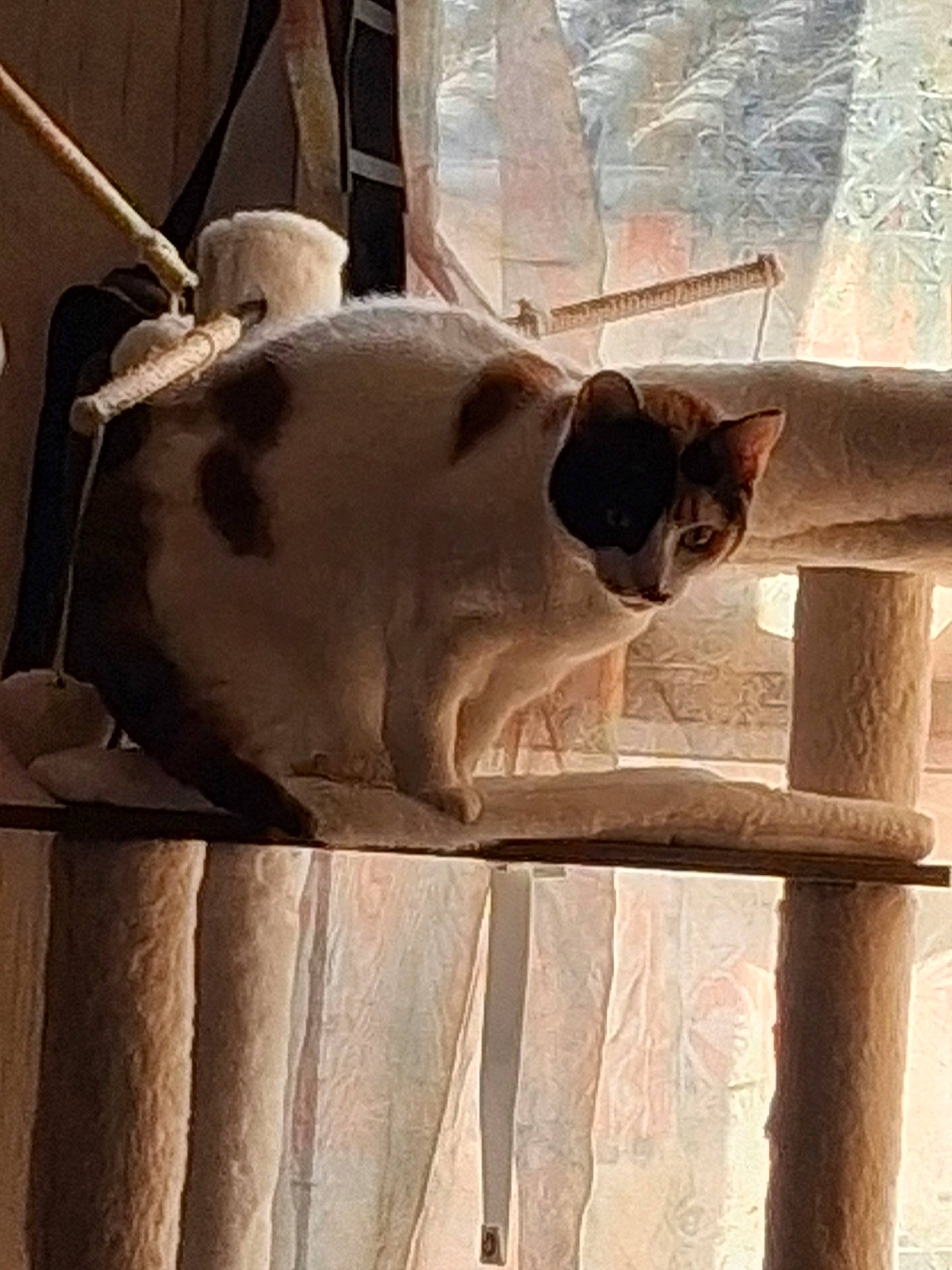 Carla participe au concours pour gagner de l'argent avec cette photo : animal, beige, brown, cat, cat_tree, closeup, cozy, curious, curtain, daylight, feline, home, indoor, mammal, perched, pet, resting, unique_markings, white, window