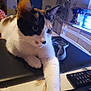 Carla participe au concours pour gagner de l'argent avec cette photo : animal, calico, cat, closeup, curious, domestic, electronics, face, furniture, household, indoor, kitchen, lamp, mammal, paw, pet, remote_control, resting, table, whiskers