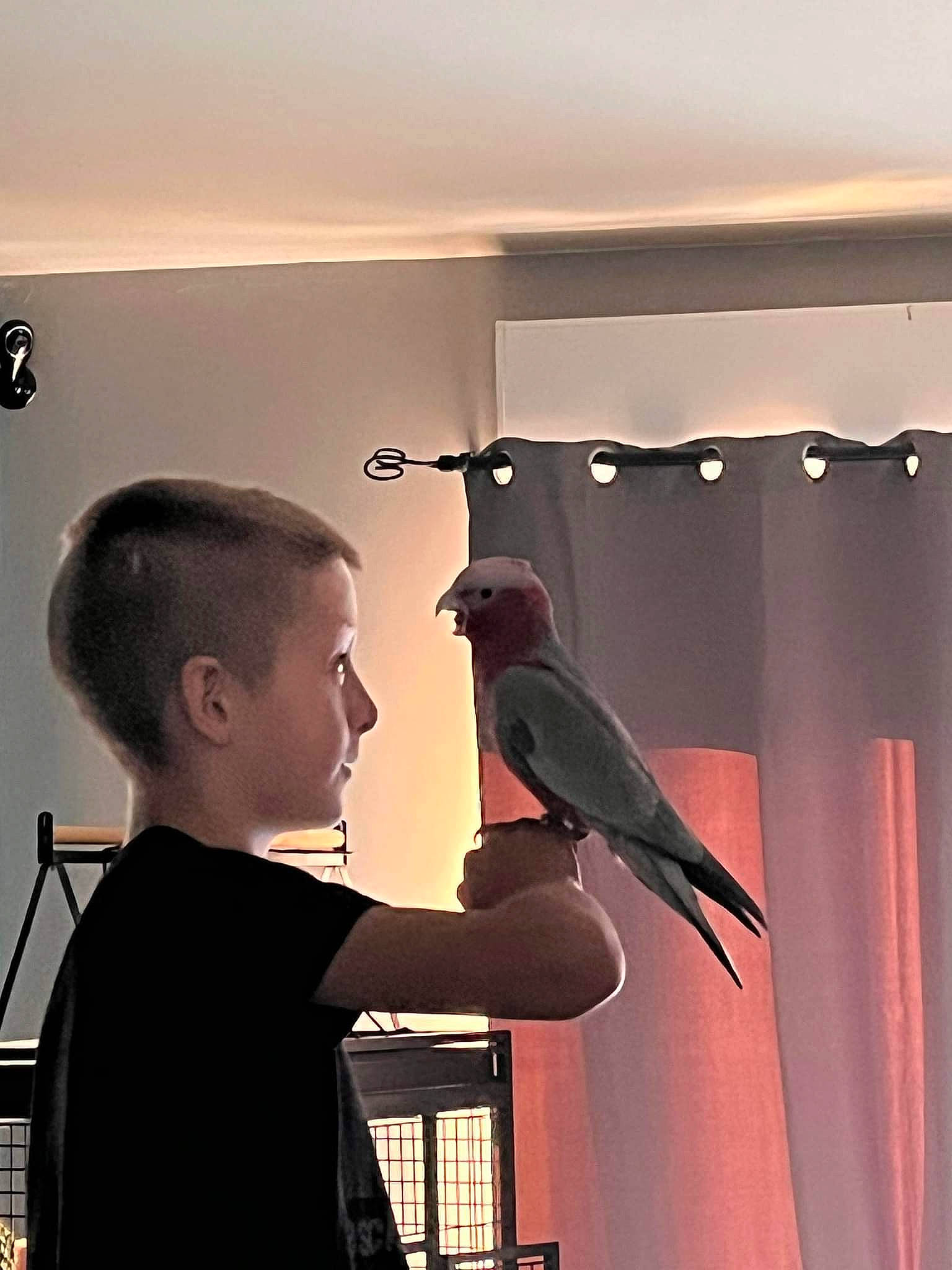 Enzo a rejoint le concours — aidez-le/la à gagner de superbes lots ! art, audio_equipment, beak, bird, ceiling, curtain, event, feather, magenta, perching_bird, person, room, shoulder, songbird, toddler, visual_arts, wing, wood