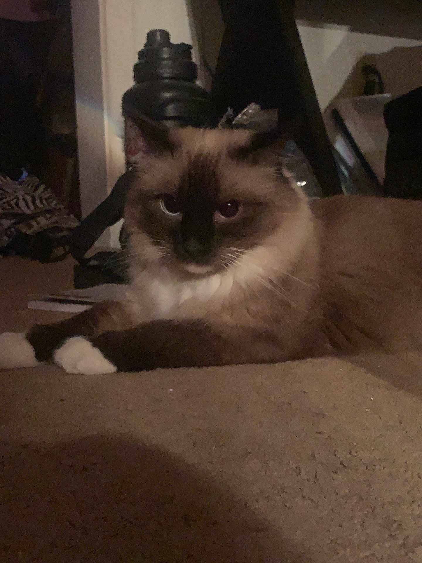 Emily joined the competition — help win amazing prizes! cat, indoor, carpet, fluffy, animal, pet, brown, white, dark_markings, relaxed, feline, looking, laying_down, household, domestic, curious, soft_fur, quiet, close_up, low_light