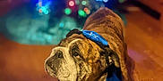 Lea joined the competition — help win amazing prizes! accessories, animal, boxer, bulldog, canine, dog, formalwear, frenchbulldog, hardwood, hound, lion, pet, pitbull, pug, puppy, wood