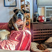 Lea is registered to the contest to win money with this photo: animal, architecture, blanket, building, bulldog, canine, couch, dog, frenchbulldog, furniture, homedecor, indoors, interiordesign, lamp, livingroom, pet, photoframe, pitbull, plant, room