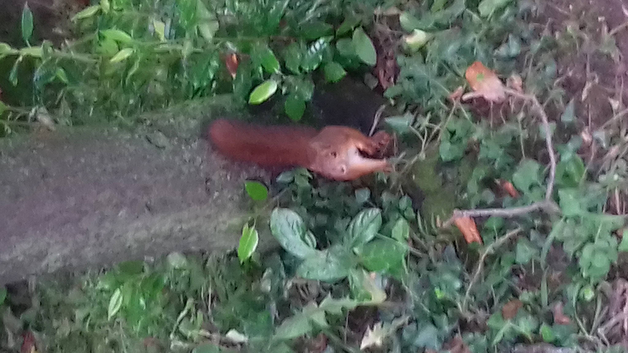 Noisette a rejoint le concours — aidez-le/la à gagner de superbes lots ! adaptation, fawn, grass, groundcover, jungle, leaf, plant, plant_community, shrub, soil, wildlife