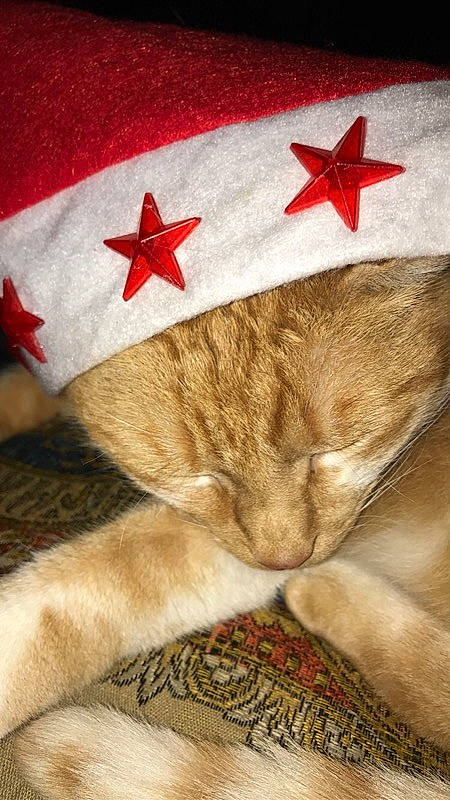 Minet a rejoint le concours — aidez-le/la à gagner de superbes lots ! astronomical_object, carmine, carnivore, cat, christmas, christmas_decoration, christmas_eve, comfort, domestic_short_haired_cat, fawn, felidae, fur, nap, red, small_to_medium_sized_cats, star, whiskers