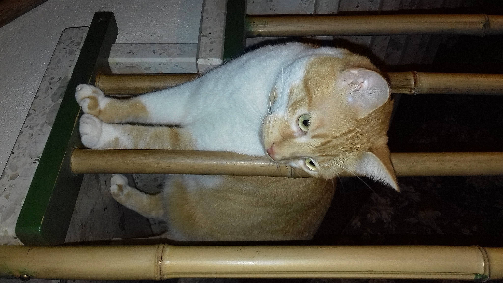 Minet participe au concours pour gagner de l'argent avec cette photo : animal_shelter, cage, carnivore, cat, cat_supply, comfort, domestic_short_haired_cat, fawn, felidae, fur, hardwood, small_to_medium_sized_cats, snout, tail, whiskers, window, wood