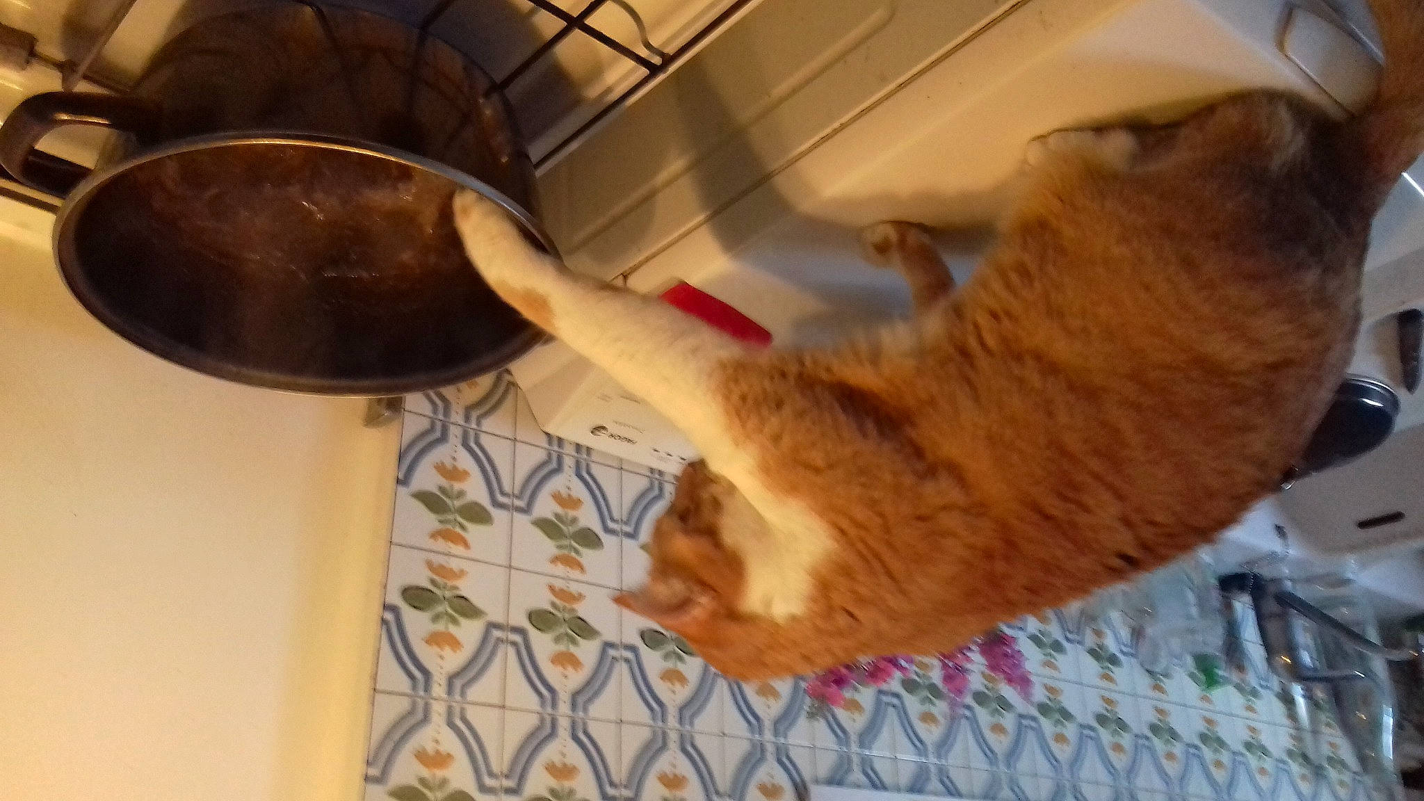 Minet participe au concours pour gagner de l'argent avec cette photo : carnivore, cat, cat_supply, claw, companion_dog, dog_breed, domestic_short_haired_cat, fawn, felidae, floor, flooring, fur, hardwood, paw, pet_supply, small_to_medium_sized_cats, tail, vertebrate, whiskers, wood