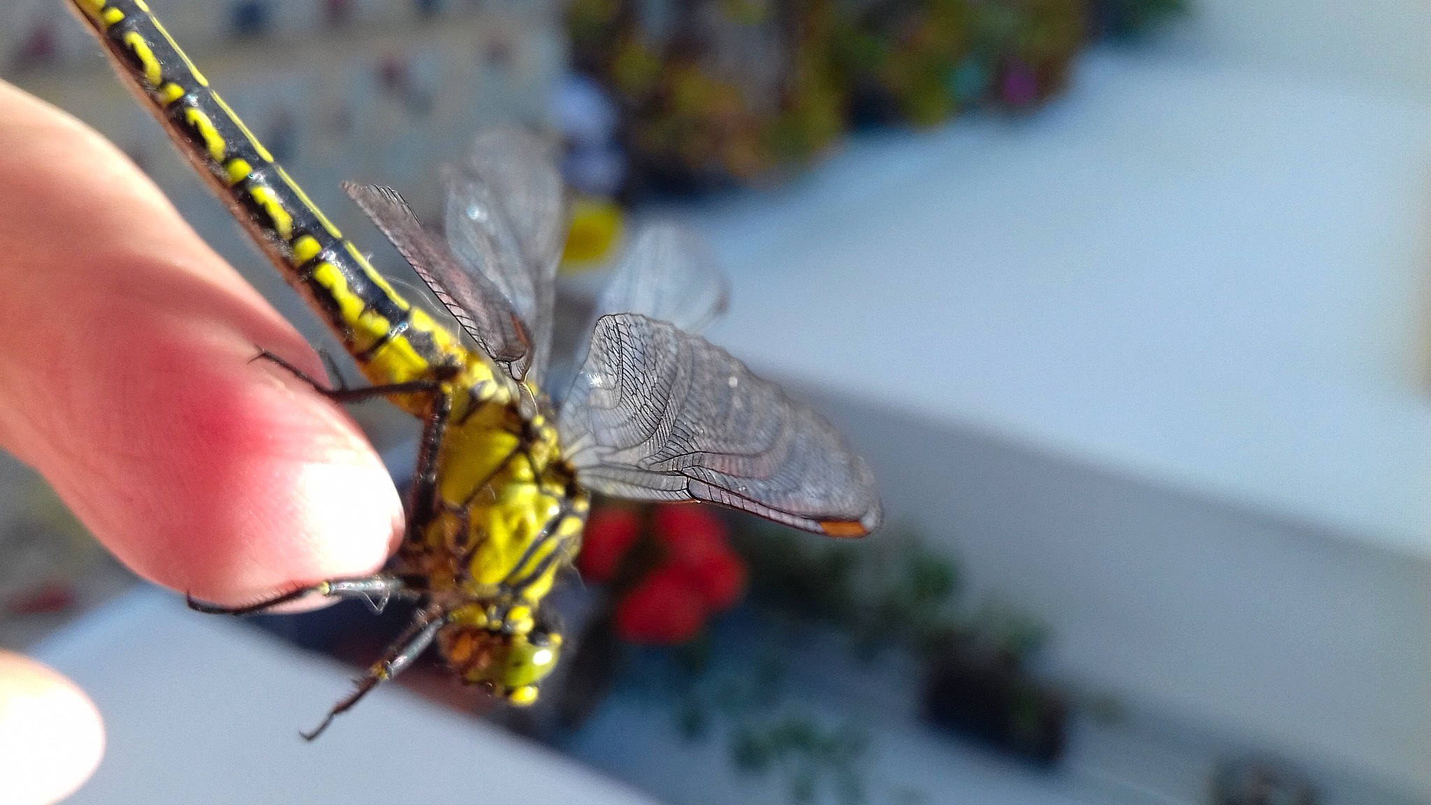 Miss Bella a rejoint le concours — aidez-le/la à gagner de superbes lots ! arthropod, bug, close_up, dragonflies_and_damseflies, dragonfly, fly, insect, invertebrate, macro_photography, membrane_winged_insect, net_winged_insects, pest