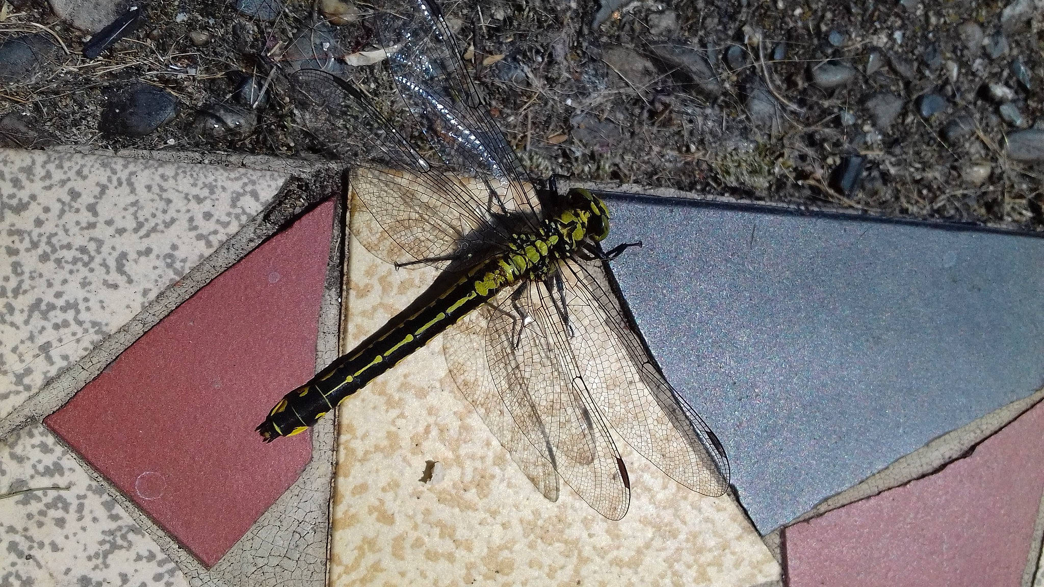 Miss Bella a rejoint le concours — aidez-le/la à gagner de superbes lots ! arthropod, damselfly, dragonflies_and_damseflies, dragonfly, fly, hawker_dragonflies, insect, invertebrate, mayflies, net_winged_insects, pest