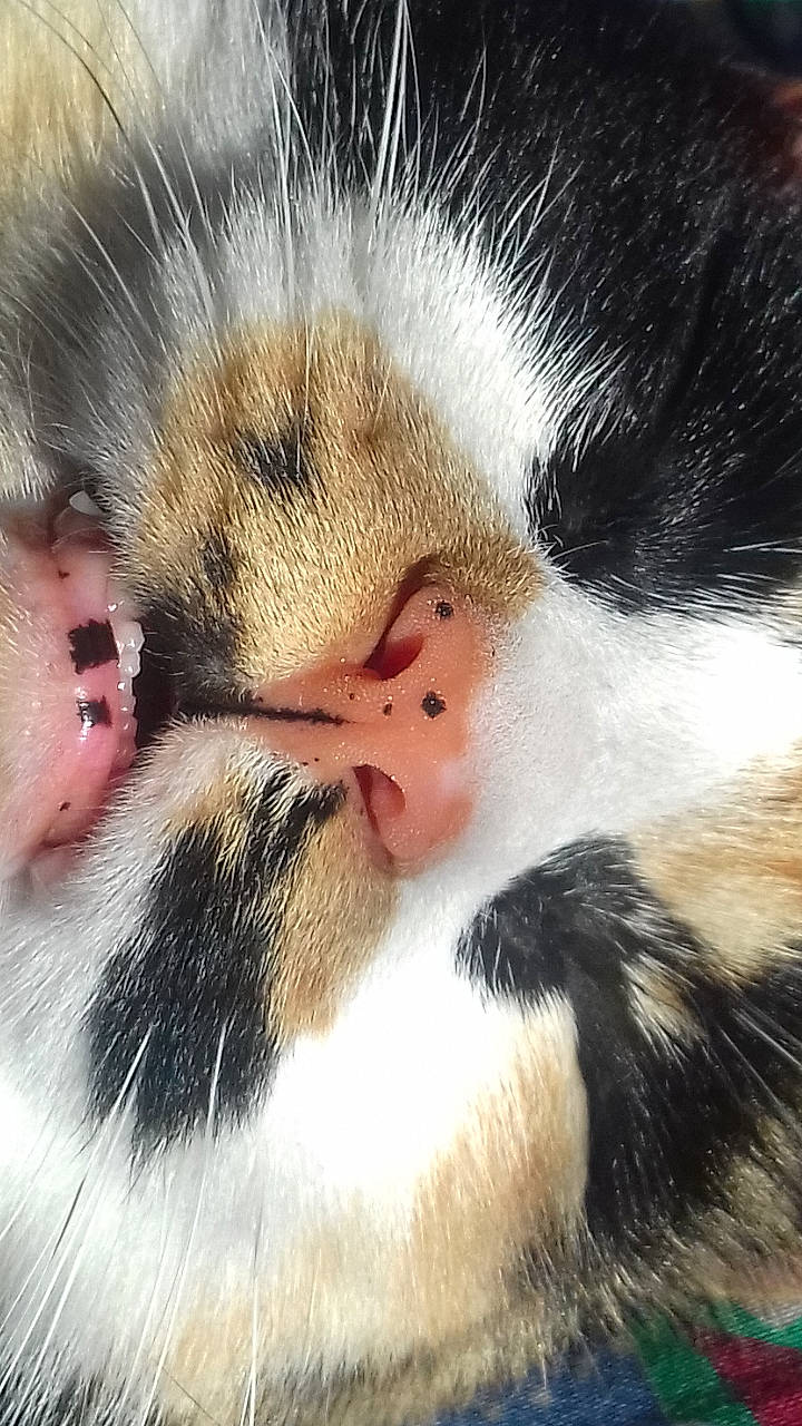 Maya participe au concours pour gagner de l'argent avec cette photo : cat, close_up, fur, mouth, nose, snout, whiskers