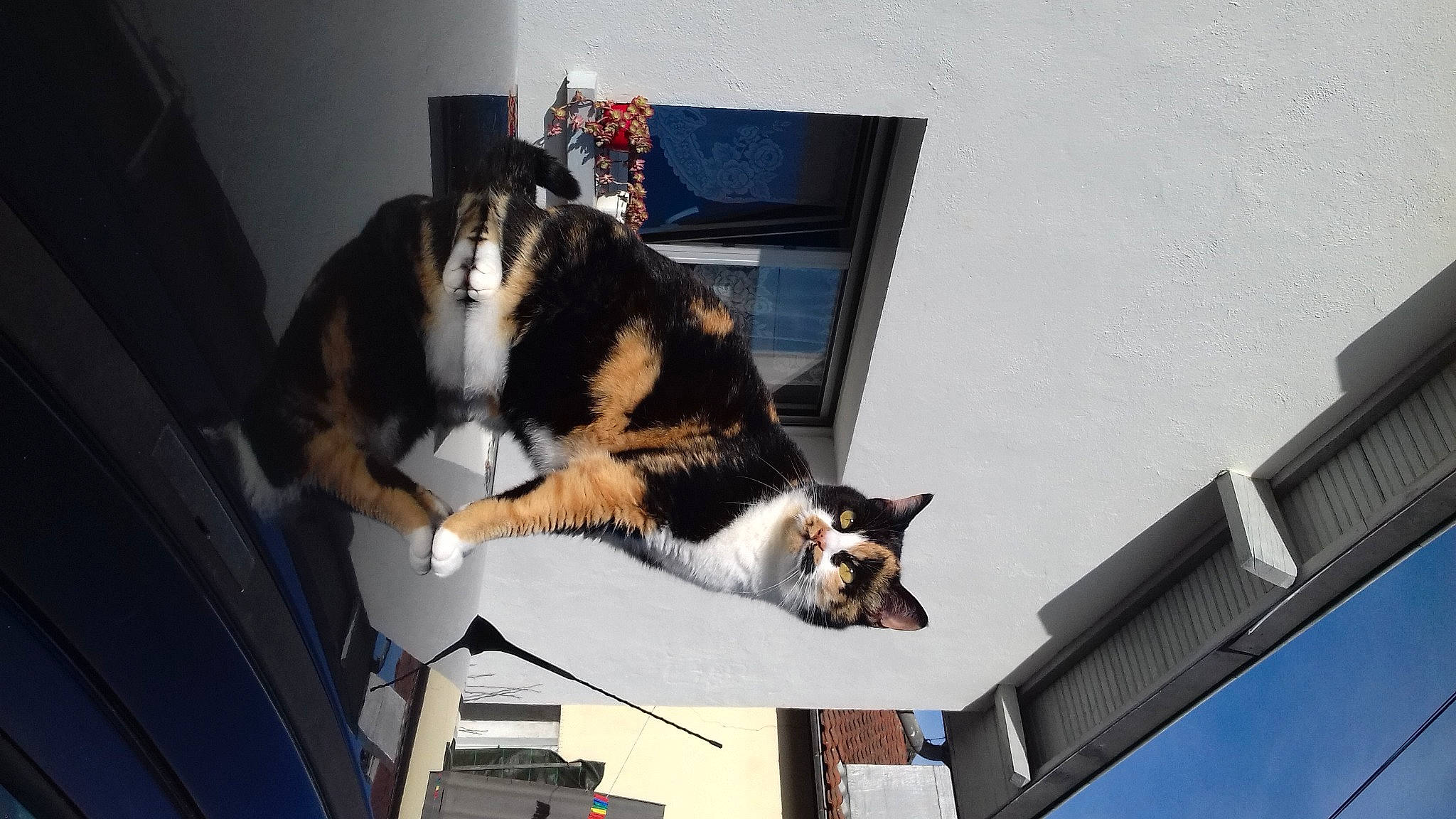 Maya participe au concours pour gagner de l'argent avec cette photo : carnivore, cat, domestic_short_haired_cat, felidae, fur, small_to_medium_sized_cats, snout, tail, vertebrate, whiskers