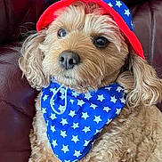 Buffy joined the competition — help win amazing prizes! accessories, animal, bandana, canine, cap, clothing, couch, dog, face, formalwear, furniture, hat, head, headband, person, pet, photography, portrait, puppy, tie